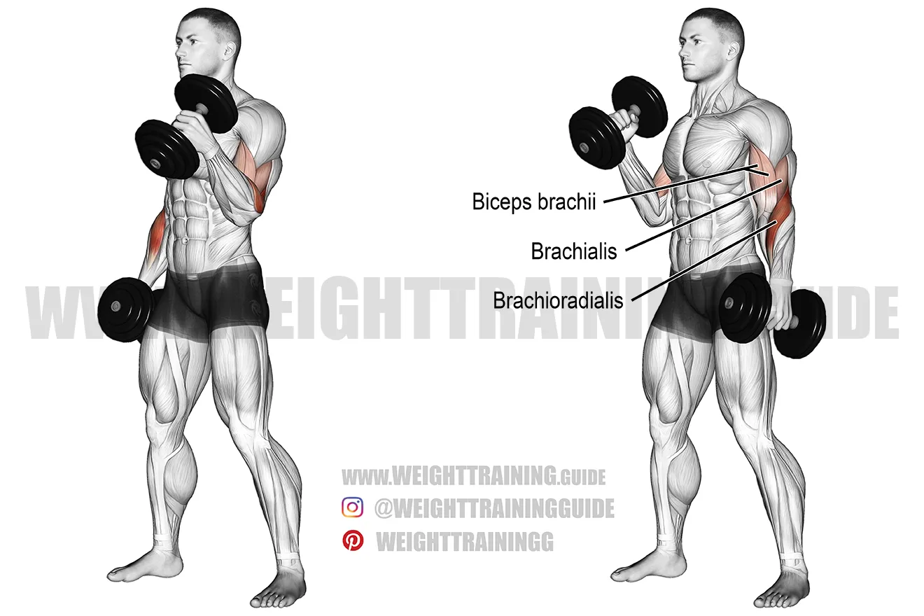 Barbell Curl